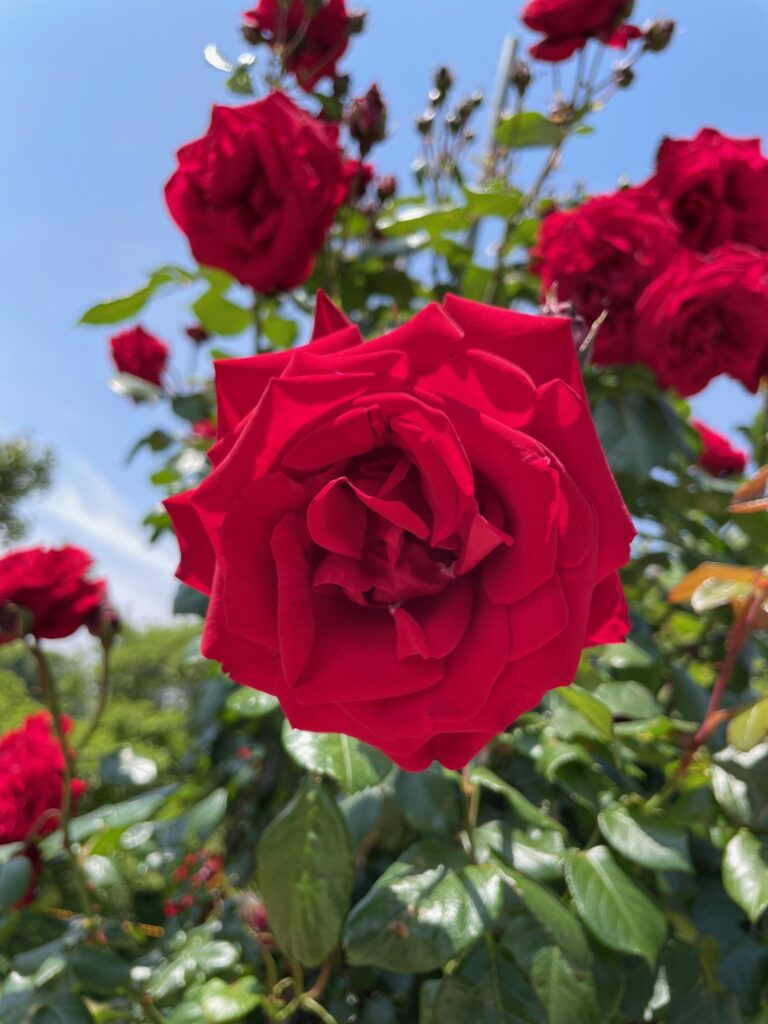 大輪の真っ赤なバラ