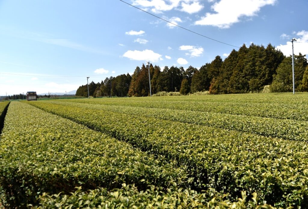 土山の茶畑