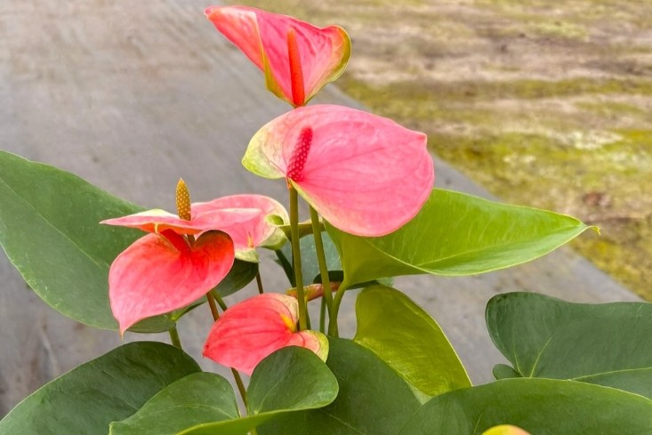 anthurium